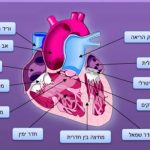 אתמול צפיתי בסדרת בית חולים (כי אני נהנית ללמוד על הגוף המופלא שלנו) ושם הרופא אומר הלב נותן פקודה למח וכו' ,המח הוא קולטן תדרים ועם זאת הוא חדר "חושך" ! הוא מקבל את חשיפת האור מהלב (חיבור הלב לאור אין סוף, נקודת ההשקה) והמח מפתח את "הנגטיב" כמו התמונות שפיתחנו בעבר. לתמונות, סאונד ריח עם עבודת הנוירונים והפילטרים שלנו בחמשת החושים. חיבור הלב למקור האהבה האין סופי הוא המצפן (הלב אומר אמת תמיד*), הסוד ובו היהלום אוהבת איריס - מאמנת לתודעת מחשבה – רגש.