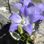 רגע אז מי אני בעצם? תזכרו רגע בגיל הינקות, תינוק לא מתעסק בשאלה הזו, הוא פשוט נוכח ובזה הוא מאושר, יש מי הדואג לצרכיו ,הוא עצמו בקבלה שלמה עם ההוויה שלו, בכח האהבה אנו מגיחים ואיתו יוצאים אל תוך מסע של גילוי עצמי, במהלך הדרך ככל שמתפתחת הלמידה ובהתאם לתגובות הסביבה אותו תינוק מתחיל לגבש לעצמו מתוך הפרשנות הפנימית שלו את זהותו, הוא נקשר אל סיפורי הסביבה שבעצם מספרים לו אותו...ברגע שיש התפתחות לחשיבה עצמית והעדפה הוא ישנה במעט את דעתו על עצמו.. העניין הוא שהקבלה האוטומטית והאחיזה בסיפורים שלו את עצמו לא בהכרח מביאה אותו לשאול רגע באמת מי בעצם אני? מה הערכים שלי? מה אני מעדיף ?האם אני מסופק? האם אני מוציא לפועל את מלואו הפוטנציאל שיש בי טמון ומחכה להתגלות, מי שבאמת רוצה לצאת למסע של גילוי, אשמח להתלוות ולסייע ,המסע יביא לשקט פנימי ואיזון וייתן יותר אנרגיה פנימית להשיג את המטרה, זה נכון במערכות יחסים עם עצמך והסביבה יפתור קונפליקטים פנימיים ויאפשר לצמיחה וגדילה מתוך גוף הכאב . כאן באהבה איריס מאמנת לתודעת מחשבה רגש בכלי הNLP 0546099321