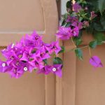 דלית כץ - תרפיה בדרמה ופוטותרפיה לנשים בהוד השרון - תמונה 2