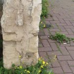 דלית כץ - תרפיה בדרמה ופוטותרפיה לנשים בהוד השרון - תמונה 3